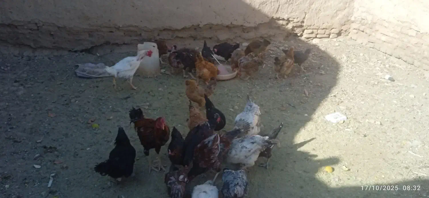 مرغ محلی|حیوانات مزرعه|گزیک, |دیوار