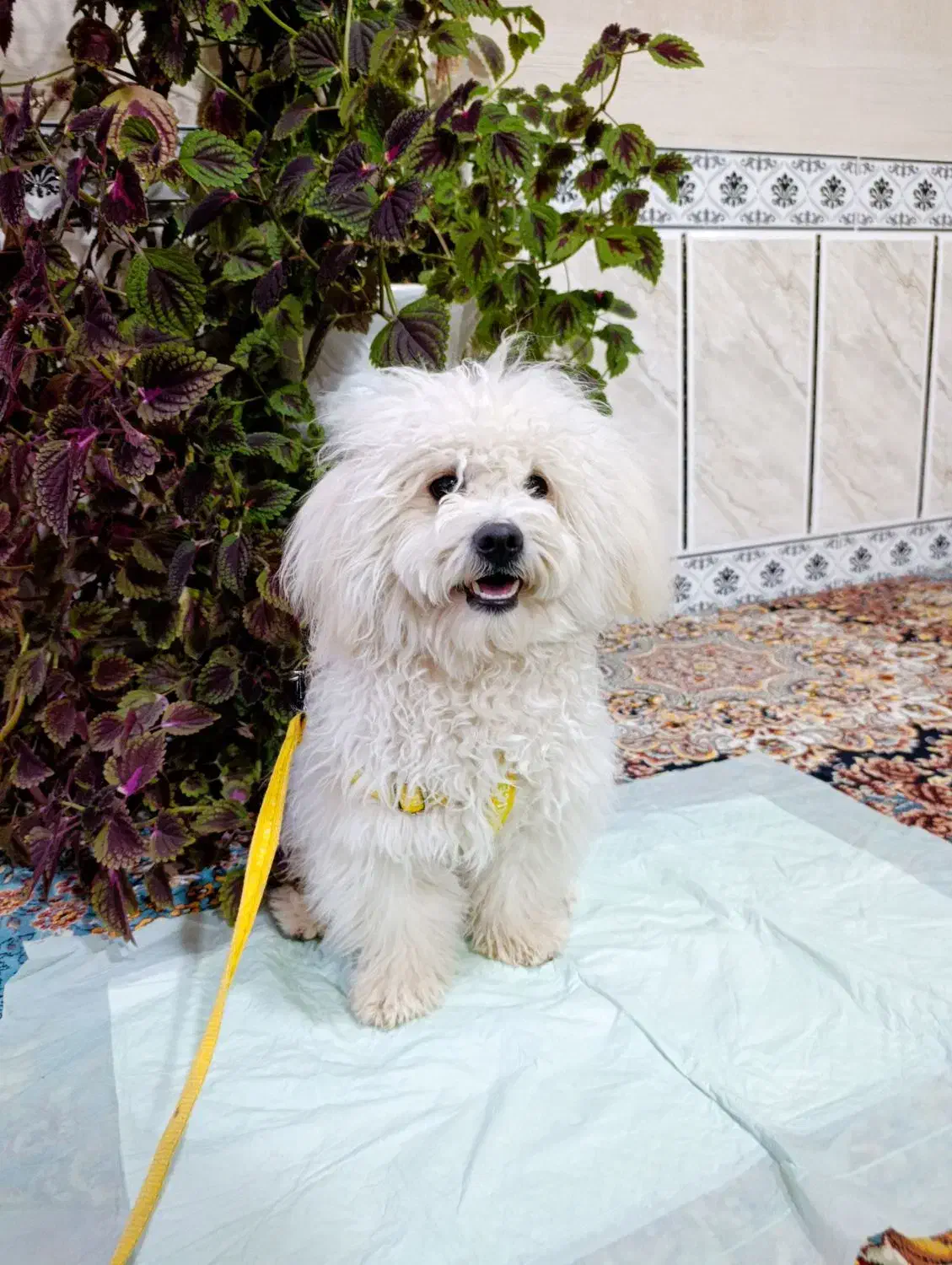 شیتزو ۹ ماهه|سگ|شیراز, کوشک میدان|دیوار