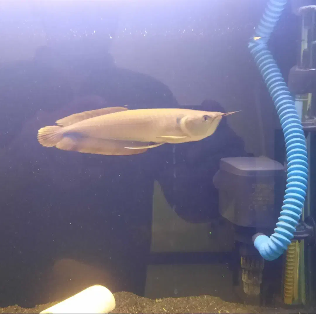 آکواریوم و ماهی|ماهی|کرج, مهرویلا جنوبی|دیوار