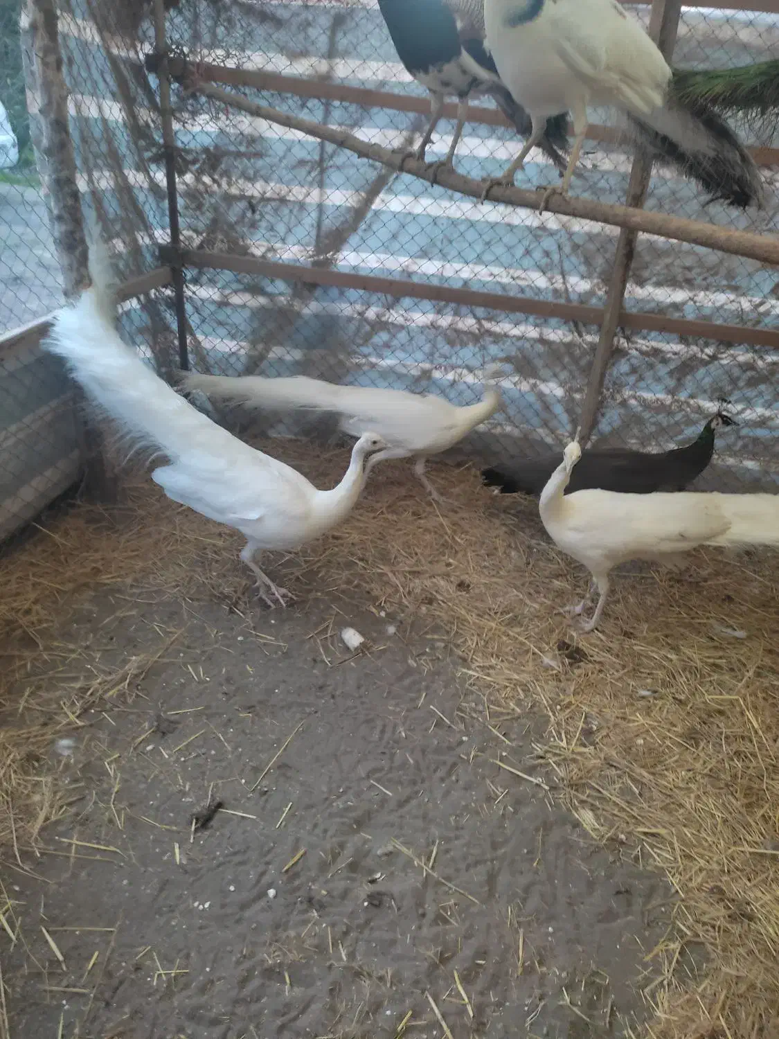 طاووس|پرنده|رشت, بلوار گیلان|دیوار