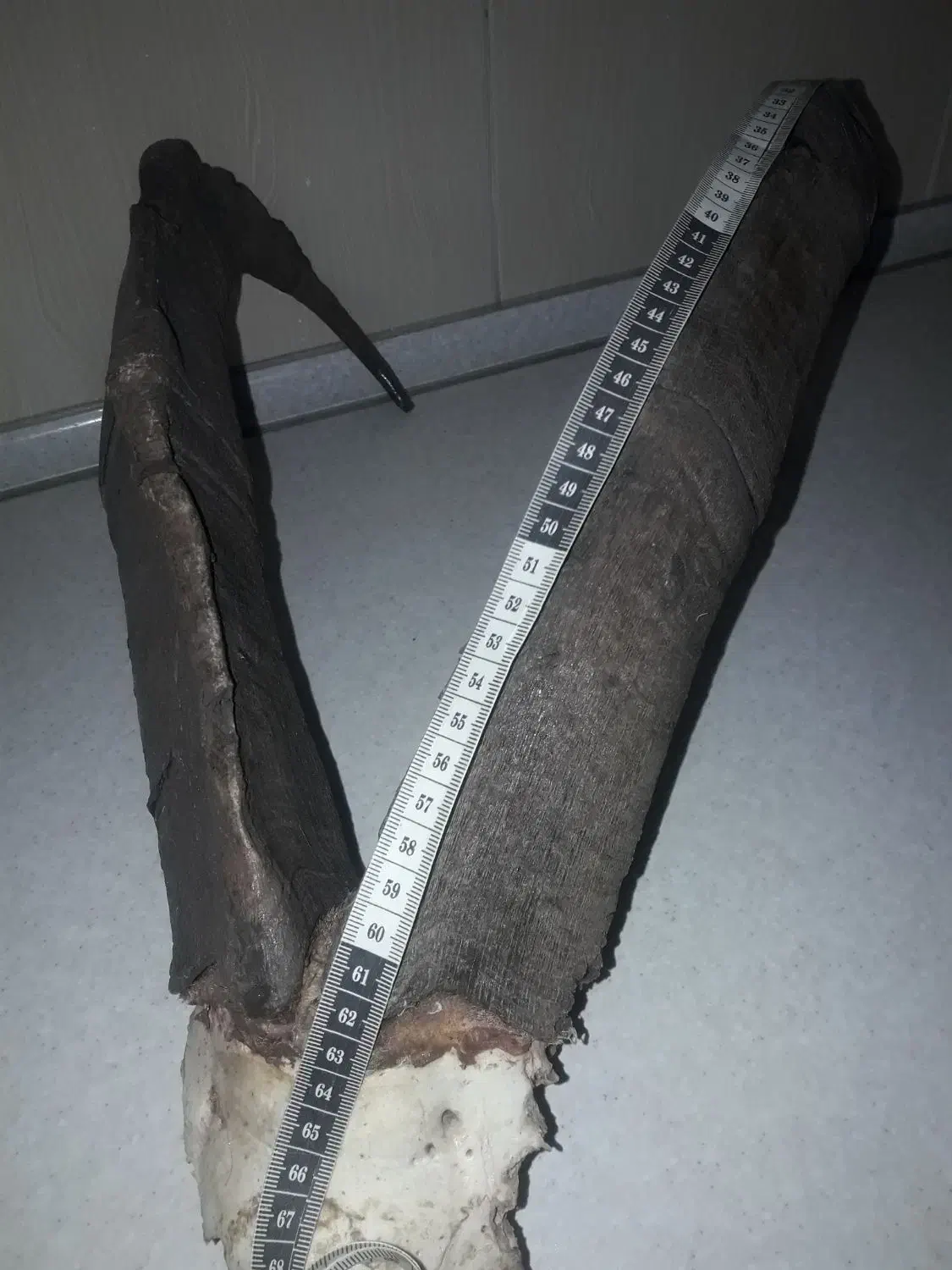 شاخ بز کوهی|کلکسیون اشیاء عتیقه|تهران, وحیدیه|دیوار