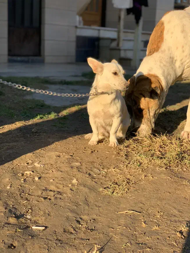 سگ پاکوتاه سفید تک رنگ|سگ|گنبد کاووس, |دیوار