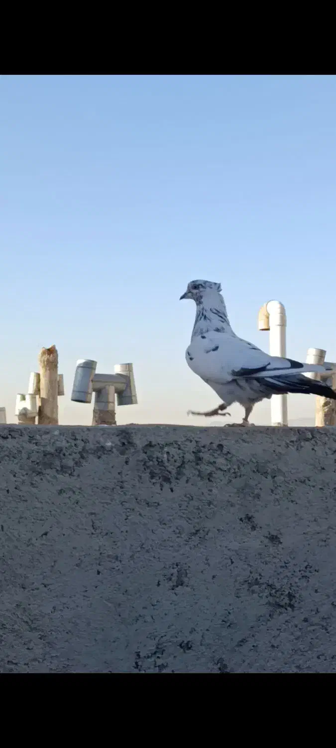 کفتر کبوتر پرنده|پرنده|محمدشهر, ولدآباد|دیوار