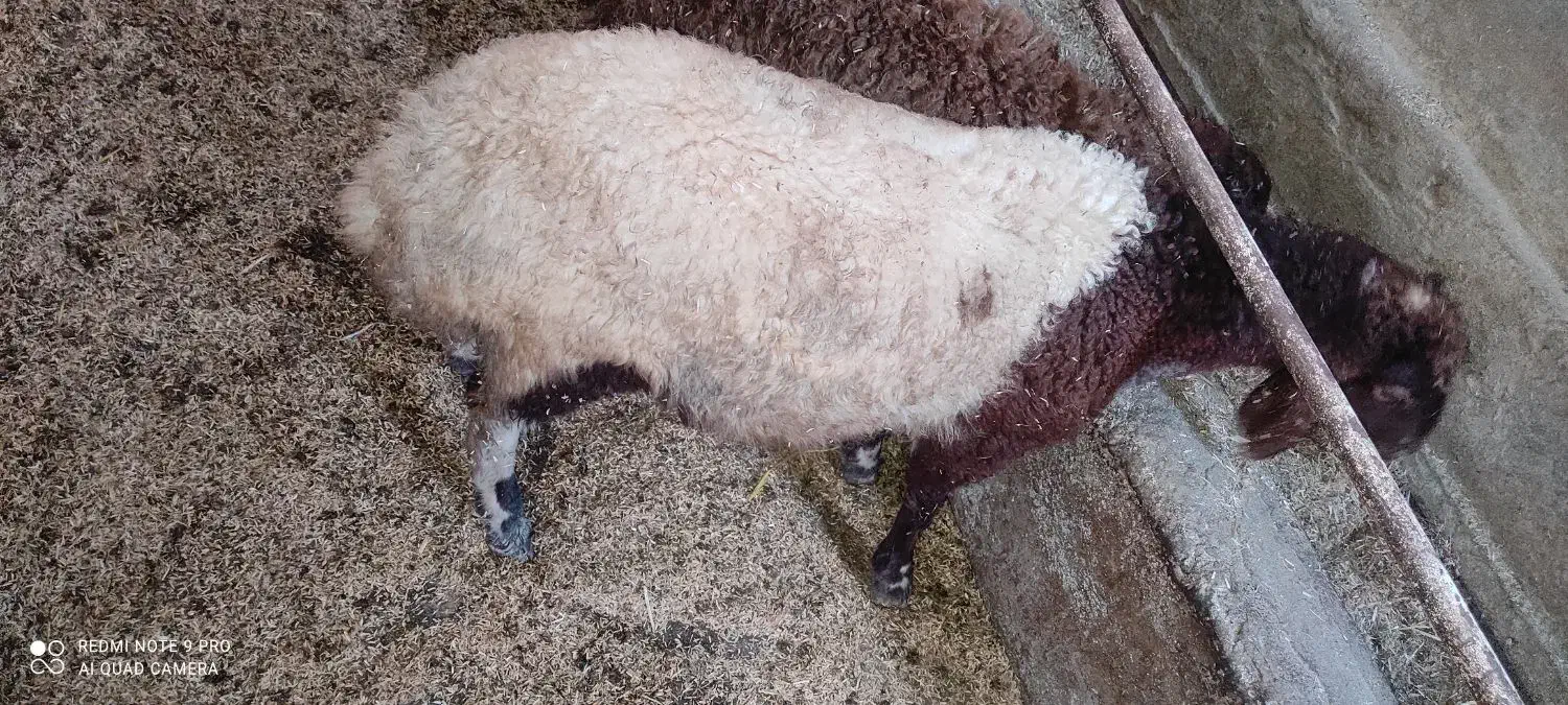 گوسفند بره نر و ماده 20 الی 40 کیلو پرواری افشار|حیوانات مزرعه|قائمشهر, |دیوار