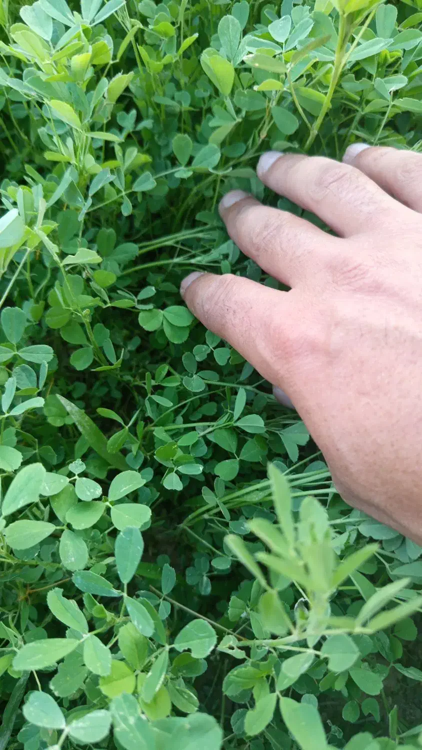 بذر یونجه تضمینی|خدمات باغبانی و درختکاری|بهبهان, |دیوار