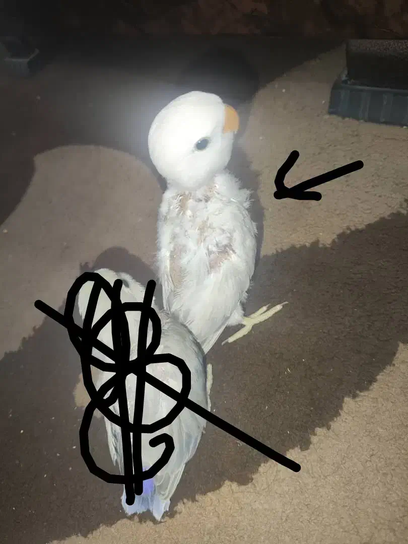 کوتوله برزیلی|پرنده|مرودشت, مجد آباد|دیوار