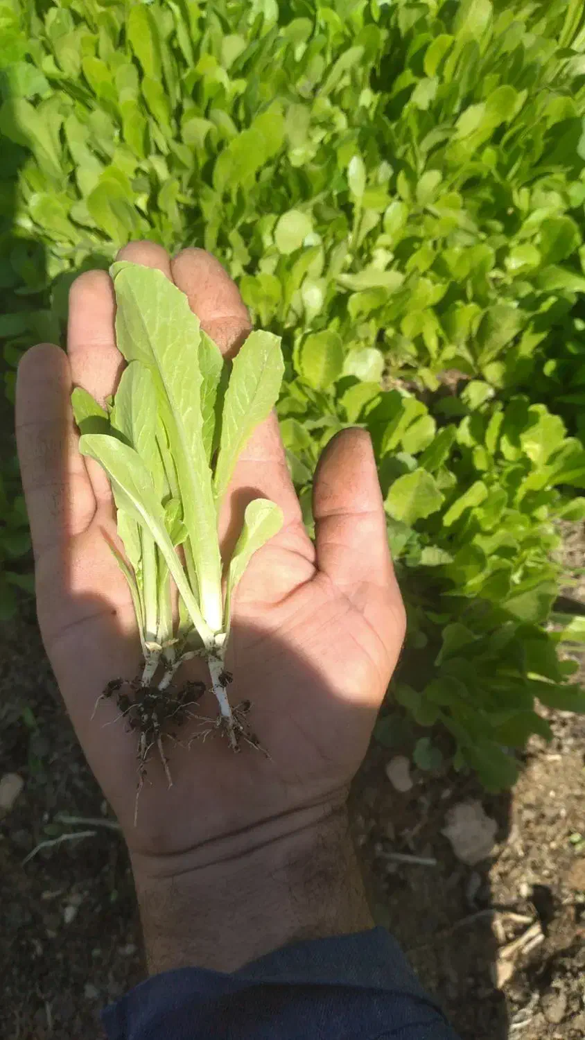 فروش بذر کاهو|گل و گیاه طبیعی|دوگنبدان, |دیوار