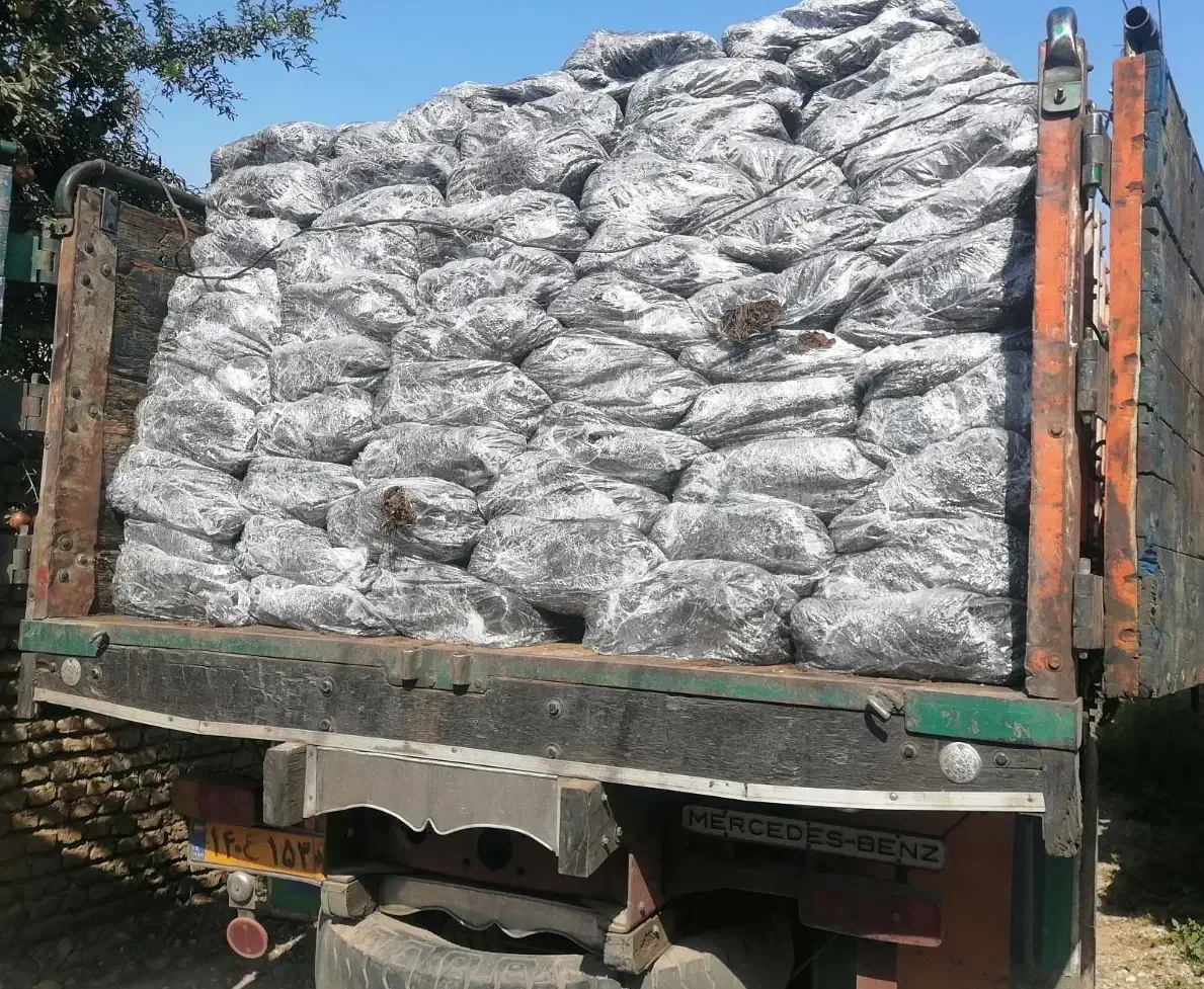 کارگر پرورش قارچ خانواده|استخدام صنعتی، فنی، مهندسی|سرخنکلاته, |دیوار