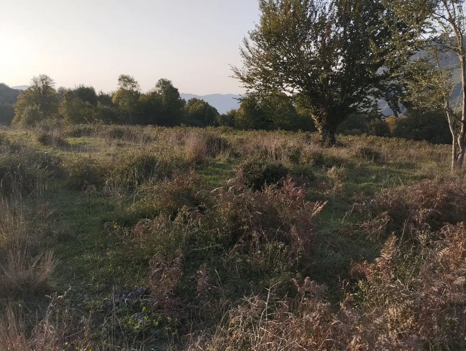 زمین خارج بافت زارعی|فروش زمین و ملک کلنگی|فریم, |دیوار