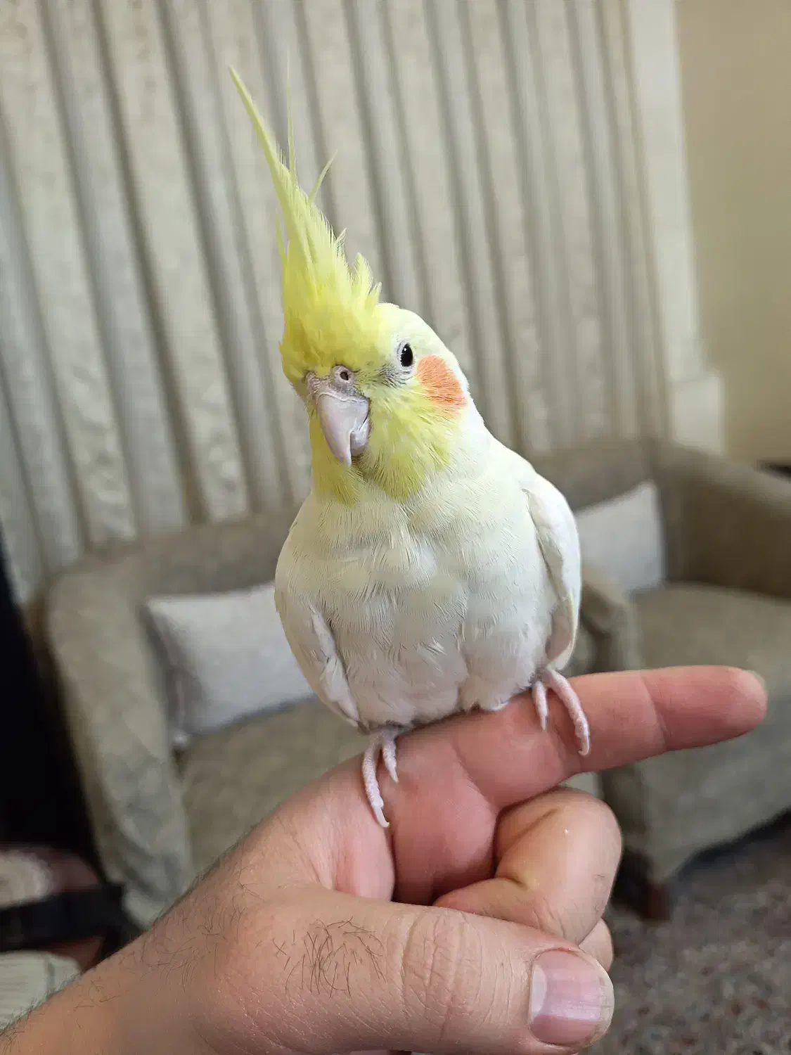 پرنده عروس هلندی|پرنده|تهران, شهرک شریعتی|دیوار