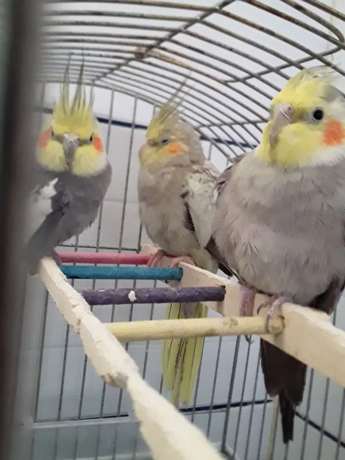 عروس هلندی|پرنده|طبس, |دیوار