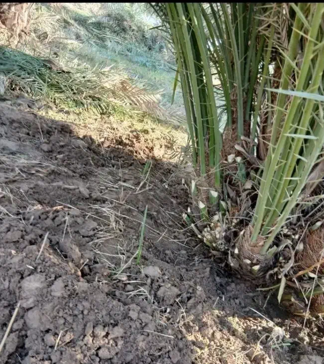 سلام|گل و گیاه طبیعی|سراوان, |دیوار