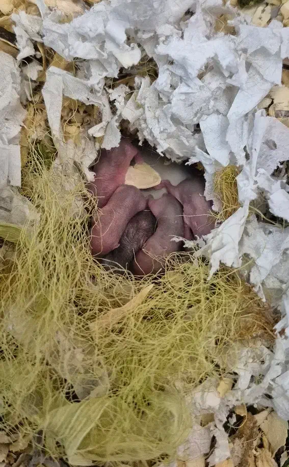 همستر|موش و خرگوش|کرمان, |دیوار