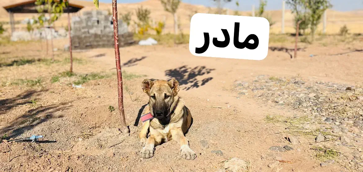 سگ سرابی|سگ|میانه, |دیوار