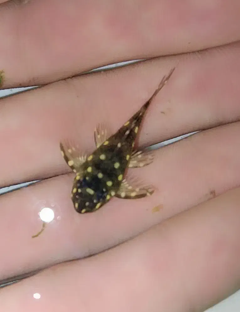 پلکو خاص ۲۰۱ و پوزه بوته ای|ماهی|تهران, طرشت|دیوار