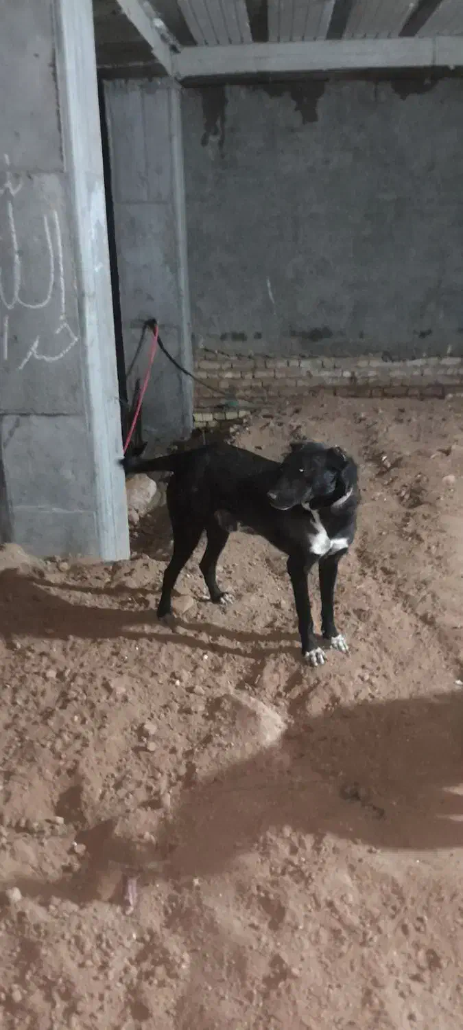 سگ خراسانی|سگ|بجنورد, |دیوار