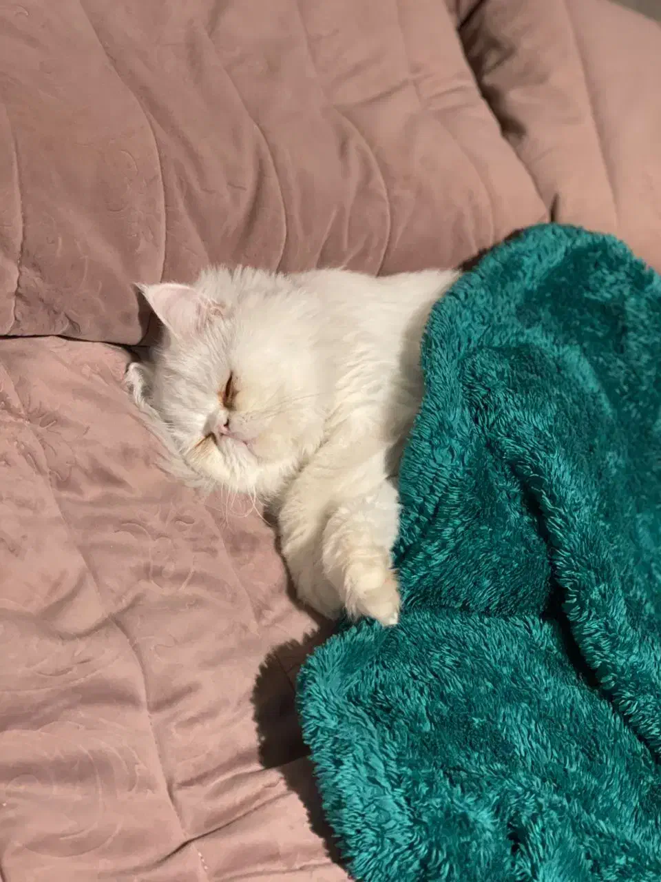 گربه پرشین ۱ ساله|گربه|یزد, |دیوار