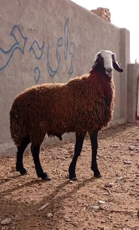 کوسفند وبزجوان|حیوانات مزرعه|باقرشهر, |دیوار