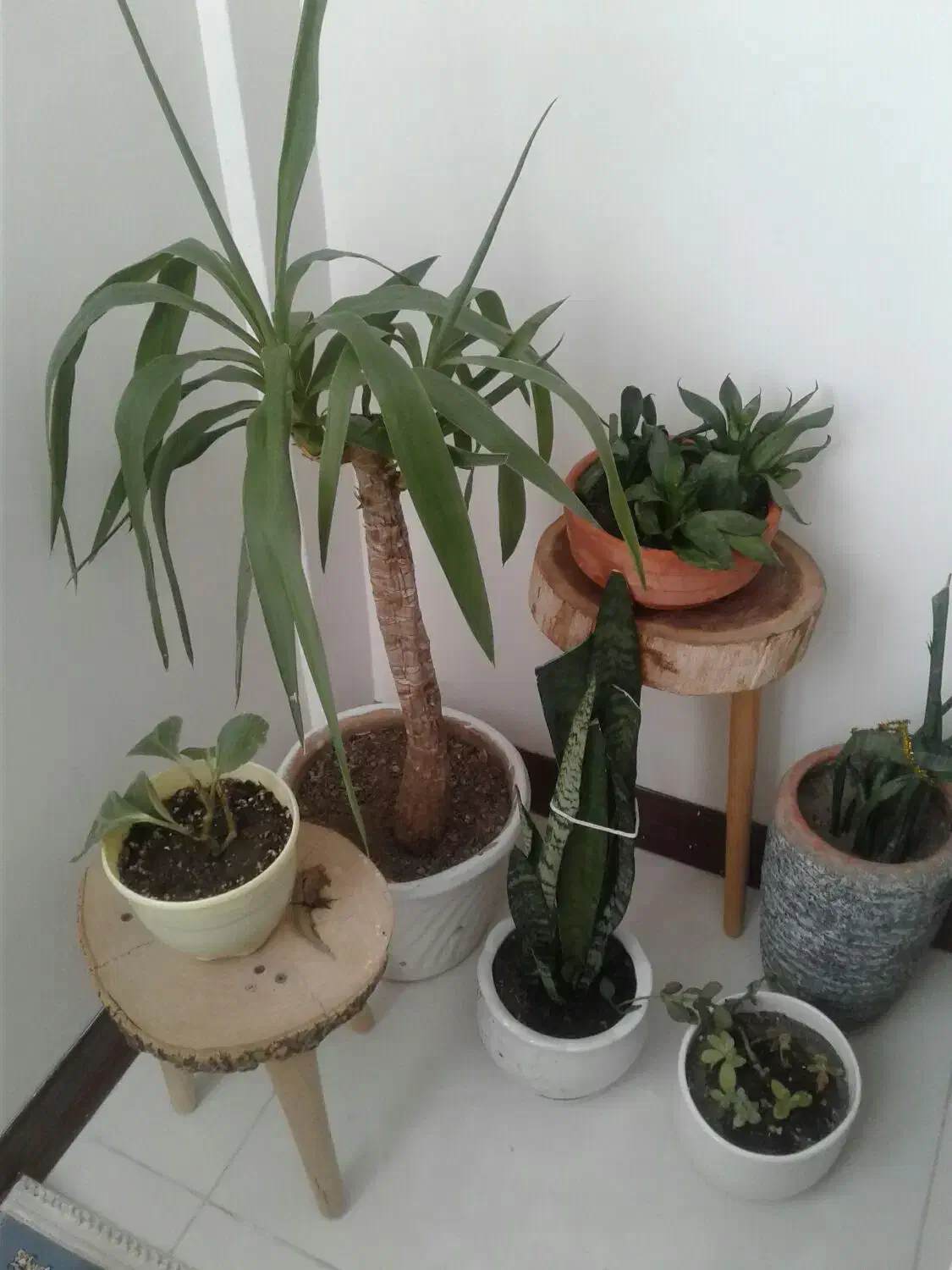 گل طبیعی و گلدان|گل و گیاه طبیعی|مشهد, امیریه|دیوار