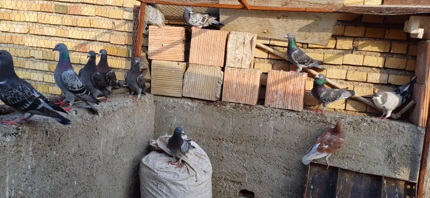 کبوتر|پرنده|آزادشهر, |دیوار