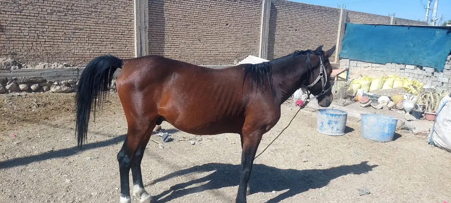 اسب|اسب و تجهیزات اسب‌سواری|بهبهان, |دیوار