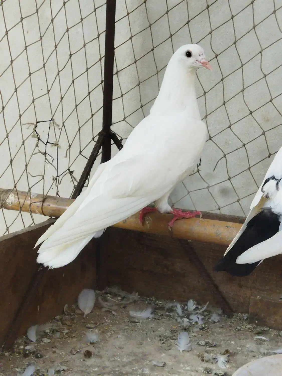 پروازی سفید|پرنده|رودسر, |دیوار