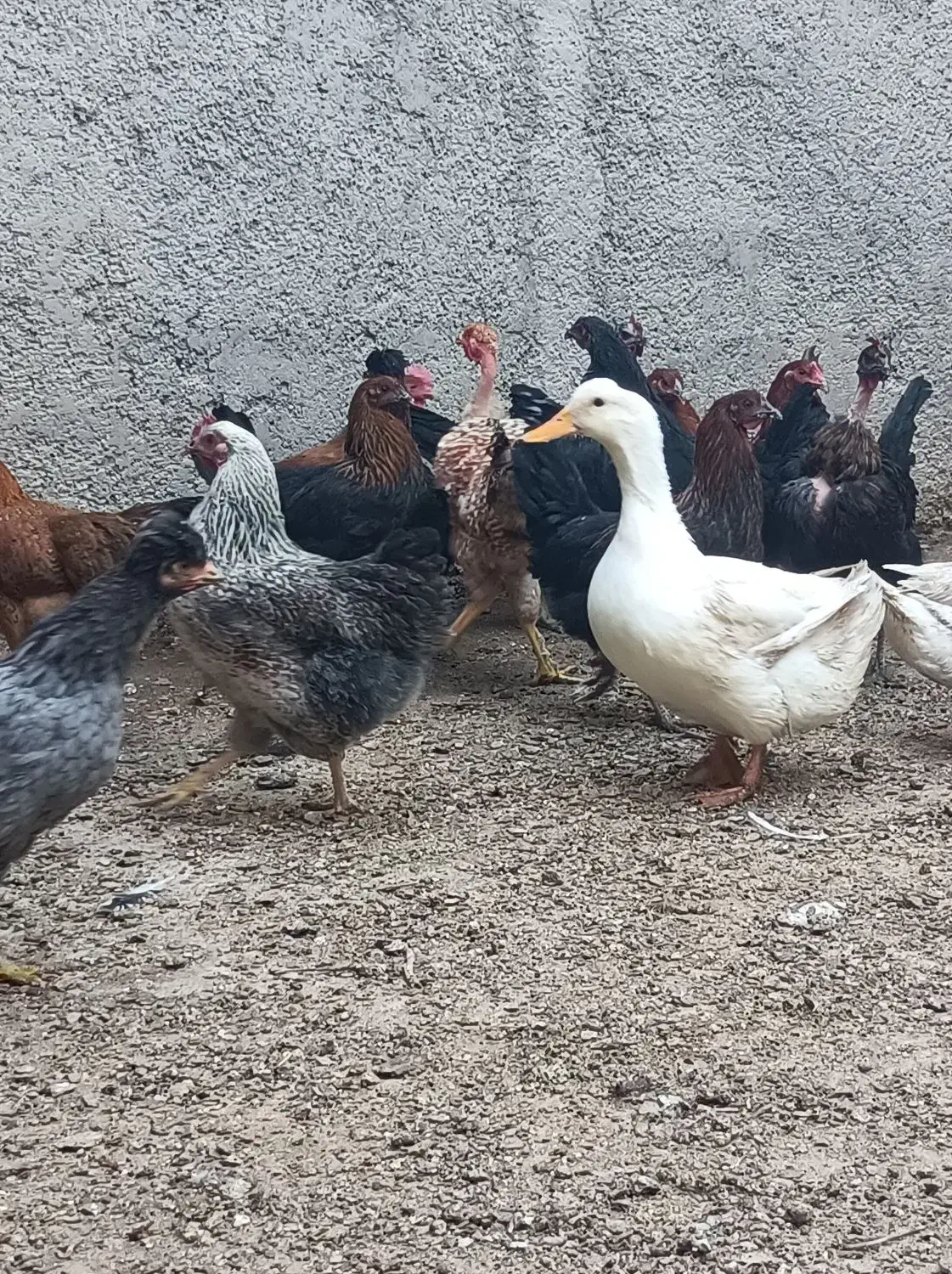 مرغ محلی|حیوانات مزرعه|ورامین, قويينک زهری|دیوار