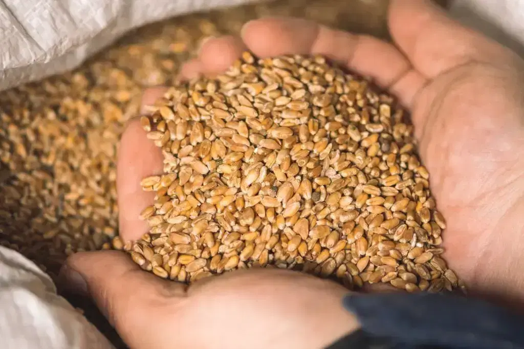 گندم|خوردنی و آشامیدنی|بهبهان, |دیوار