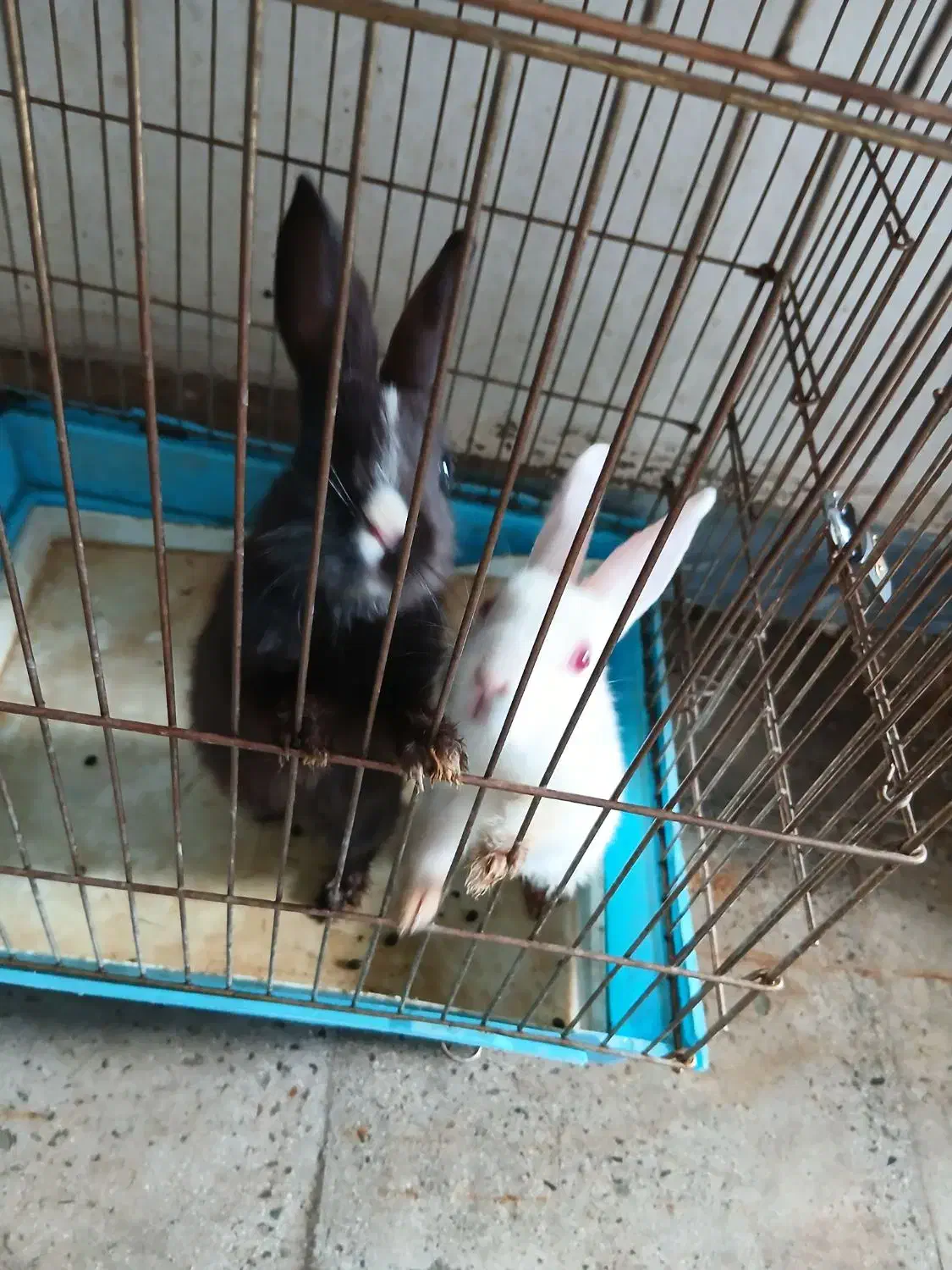 دوتاخرگوش دوماهه،سلامت|موش و خرگوش|هشتگرد, شهرک وحدت|دیوار