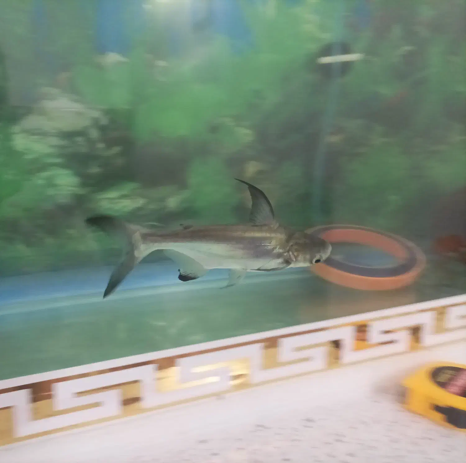 ماهی ردتیل و پهن کوسی شکاری|ماهی|تهران, هاشمی|دیوار