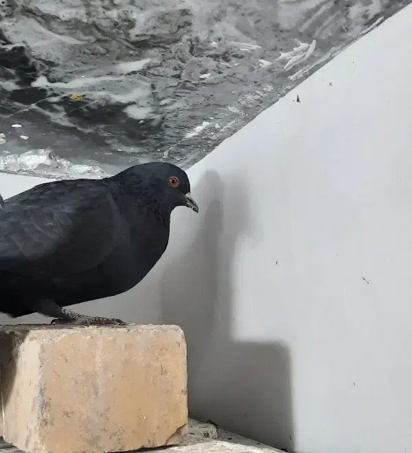 ماده زاغ چشم آتشی|پرنده|زرند, |دیوار