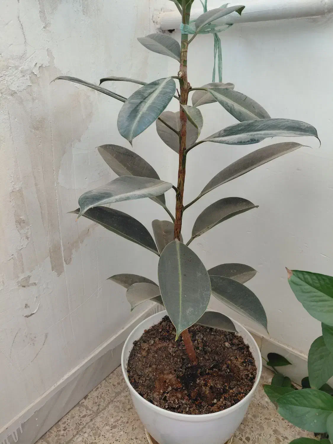 گل طبیعی فیکوس در حال رشد قیمت ۵۰۰ هزار تومان|گل و گیاه طبیعی|اردکان, |دیوار