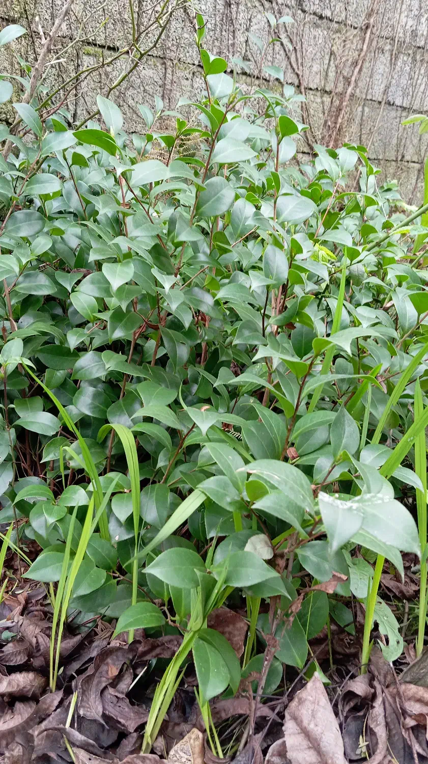 کاملیا|گل و گیاه طبیعی|چابکسر, |دیوار