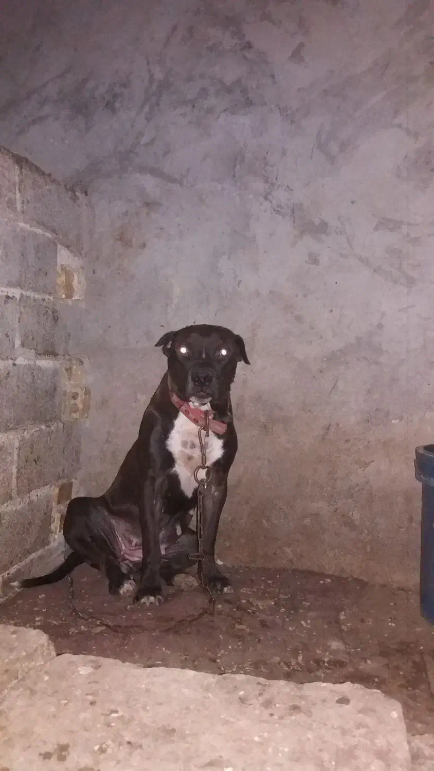 ماده پیتبول جفت خورده|سگ|اصفهان, باغ دریاچه|دیوار