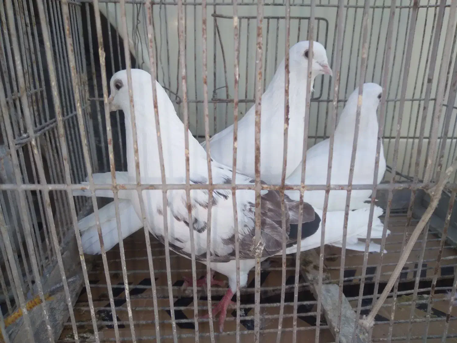 سه عدد کبوتر ناب گردن کلفت جنس قدیم با ضمانت|پرنده|کوراییم, |دیوار