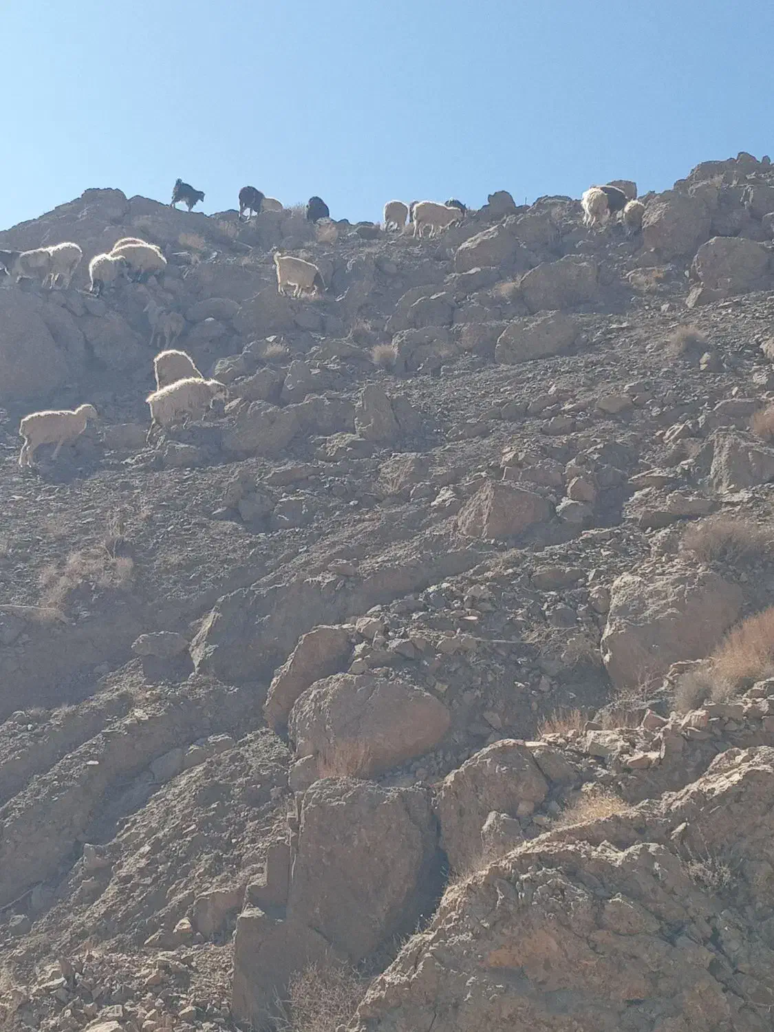 تعدادی بزمحلی جوان فروشی مشتری واقعی تماس|حیوانات مزرعه|سده (خراسان جنوبی), |دیوار