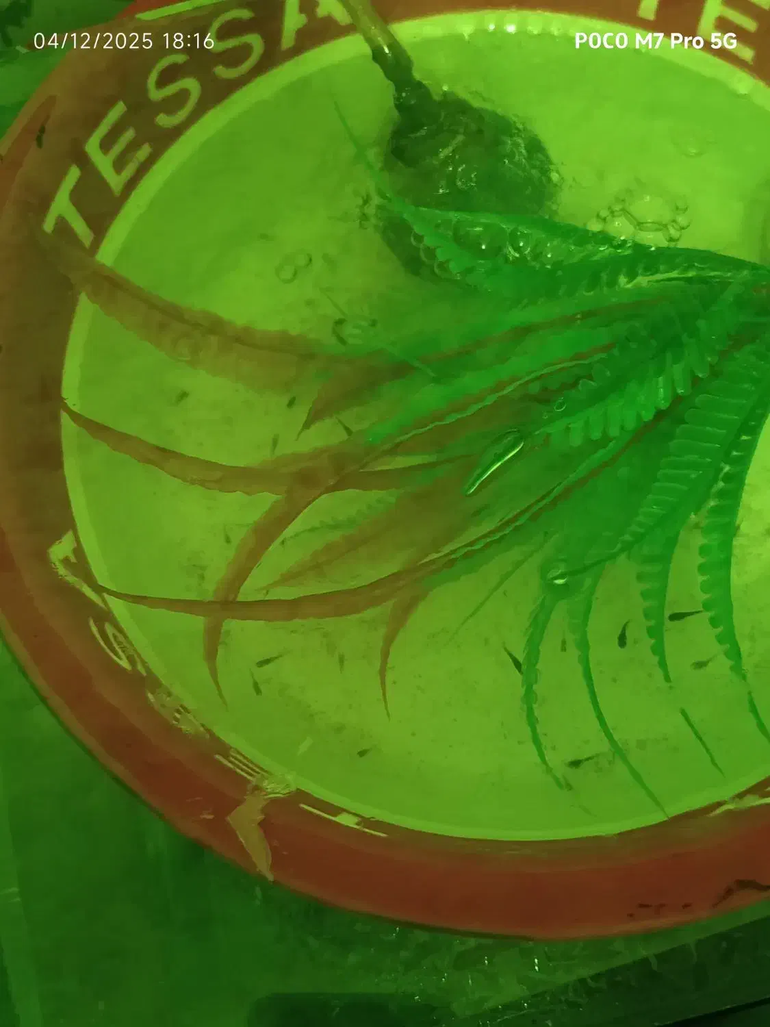 ماهی گوپی مولی پلاتین|ماهی|ارومیه, |دیوار