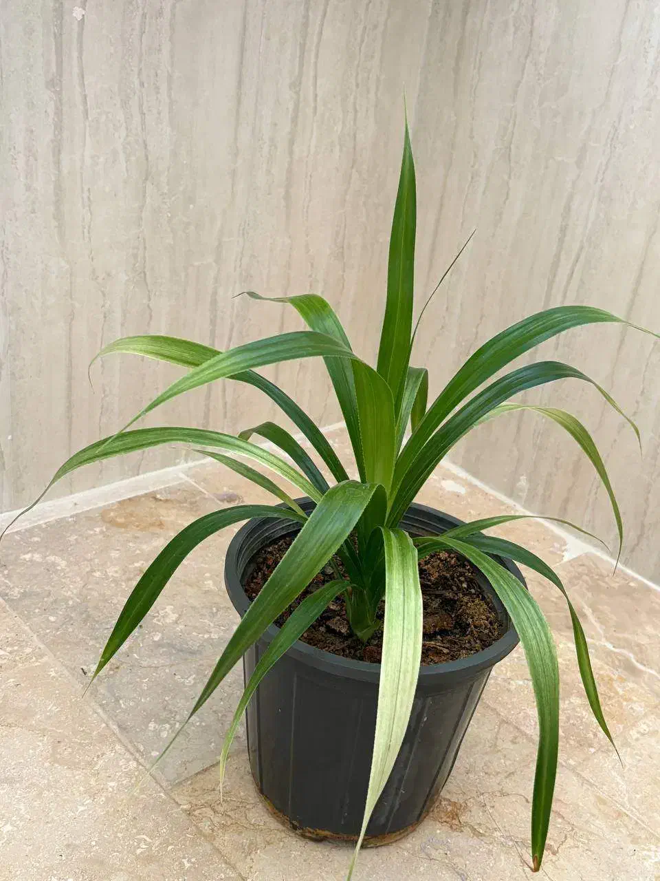 گل آناناسی|گل و گیاه طبیعی|تاکستان, |دیوار