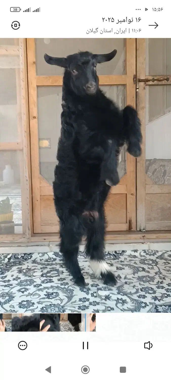 فروش بز نر سالم|حیوانات مزرعه|کلاچای, |دیوار