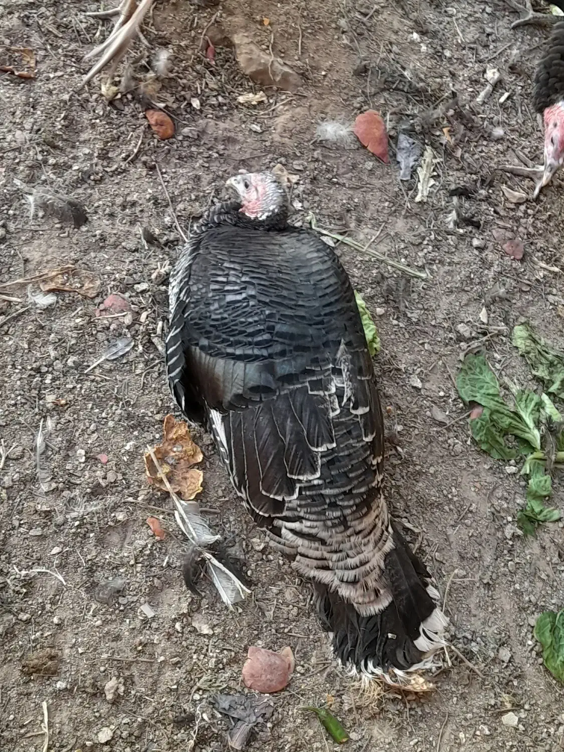 بوقلمون نر و ماده|حیوانات مزرعه|آران و بیدگل, |دیوار