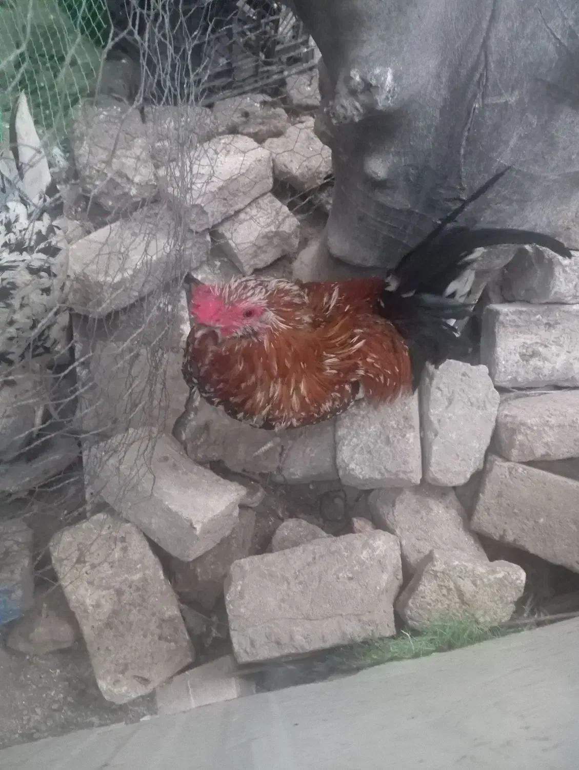 خروس گلین|حیوانات مزرعه|گنبد کاووس, |دیوار