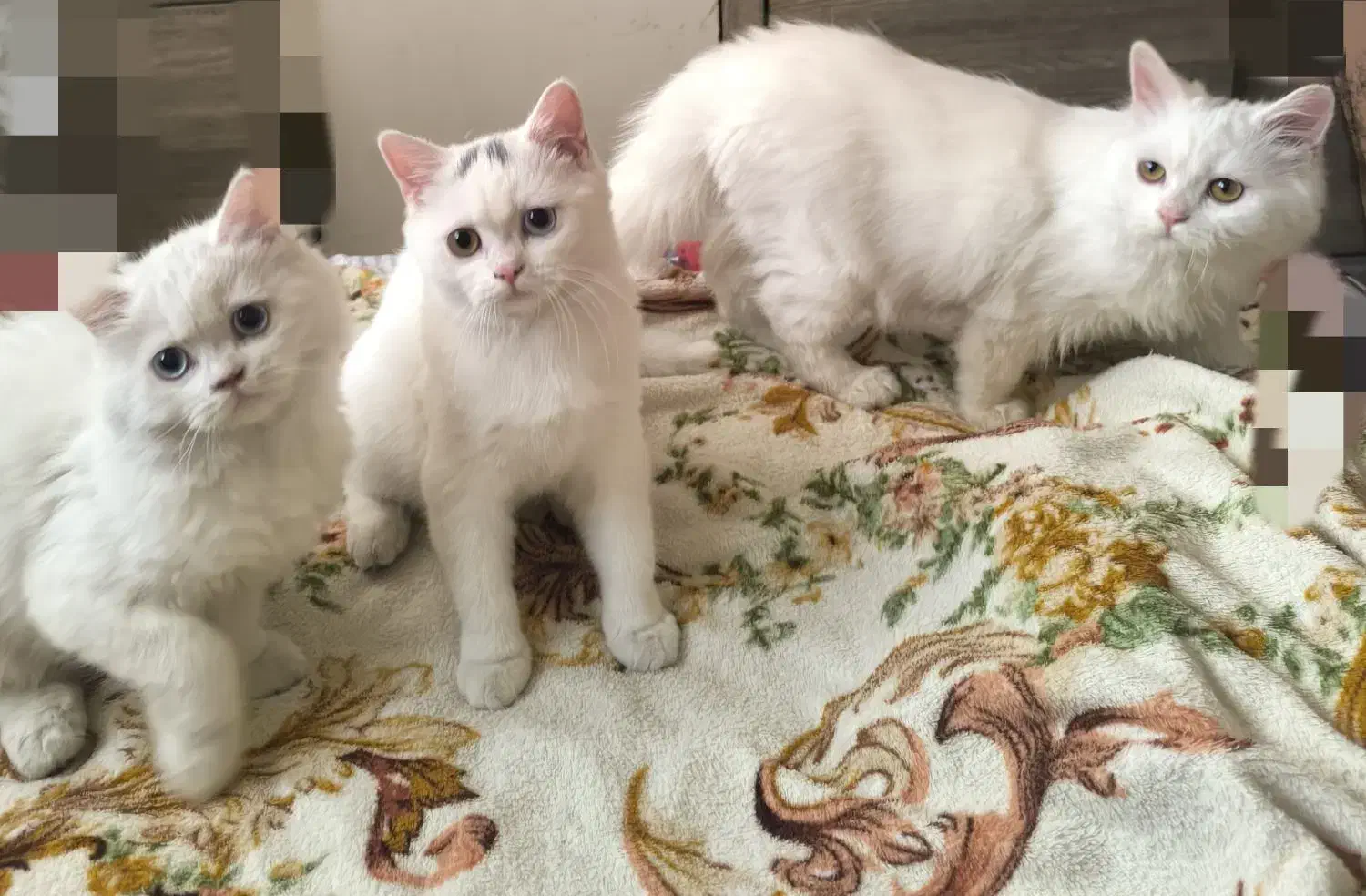 توله گربه های بریتیش انگورا|گربه|تبریز, |دیوار