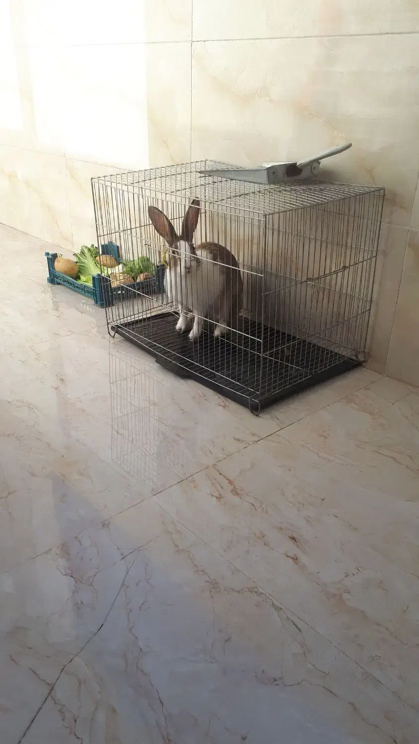 واگذاری خرگوش|موش و خرگوش|بیرجند, |دیوار