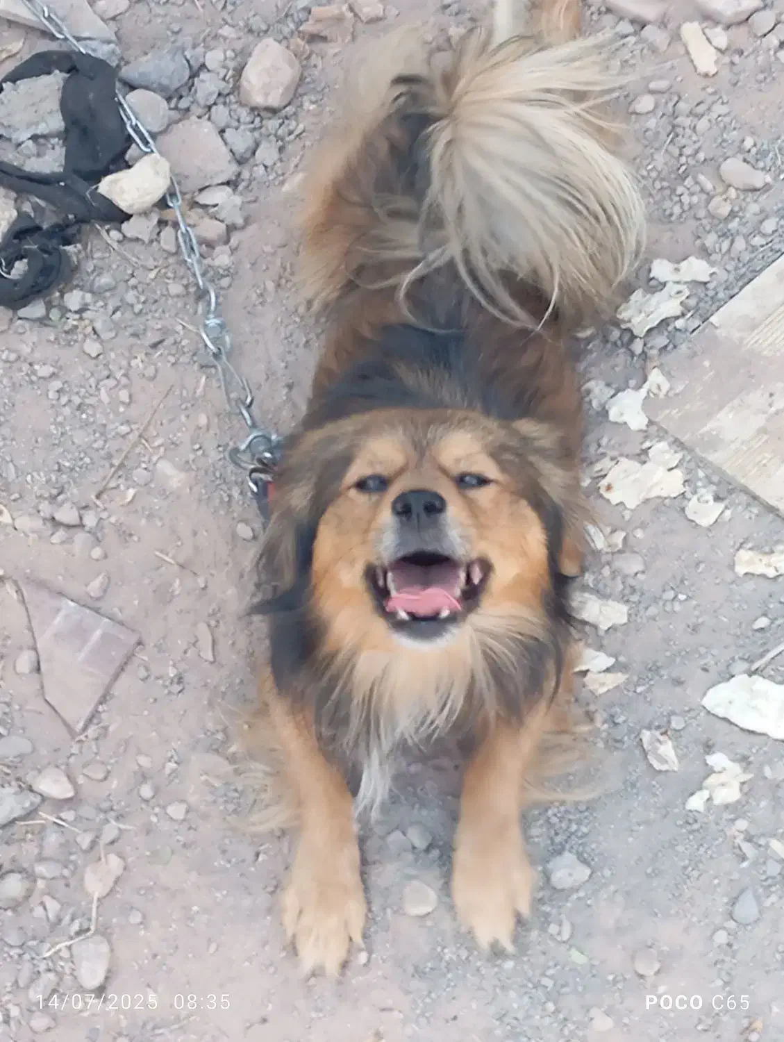 سگپاکوتا|سگ|مرند, |دیوار