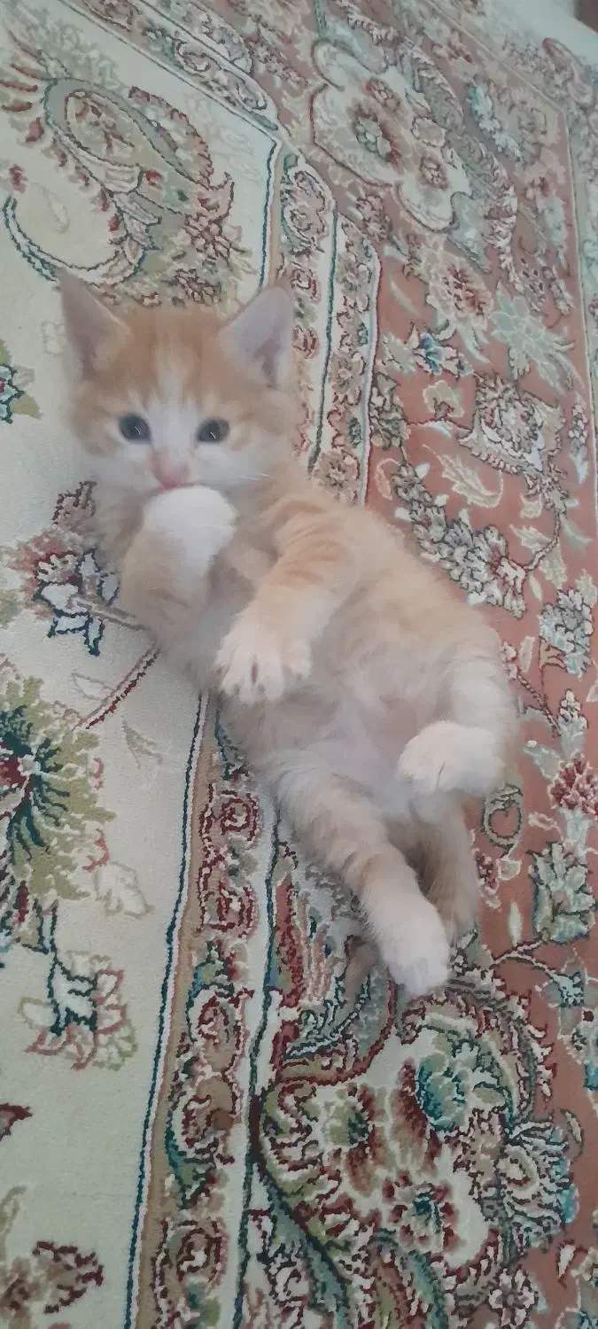 گربه|گربه|مشهد, نوید|دیوار