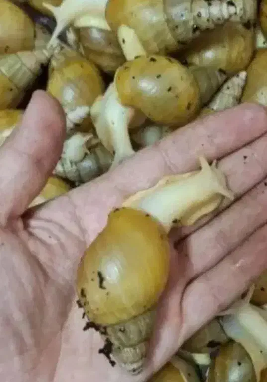 فروش حلزون|خزنده|اراک, |دیوار