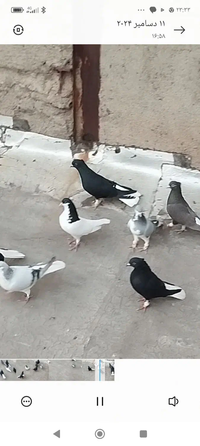 کفتر|پرنده|اقبالیه, |دیوار