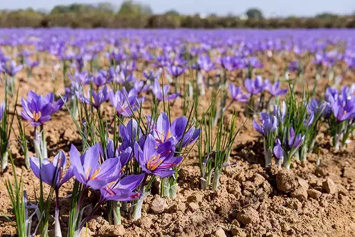 بذر زعفران|گل و گیاه طبیعی|سرپل ذهاب, |دیوار