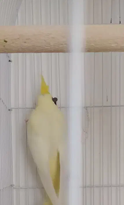 عروس دس باز|پرنده|پاوه, |دیوار