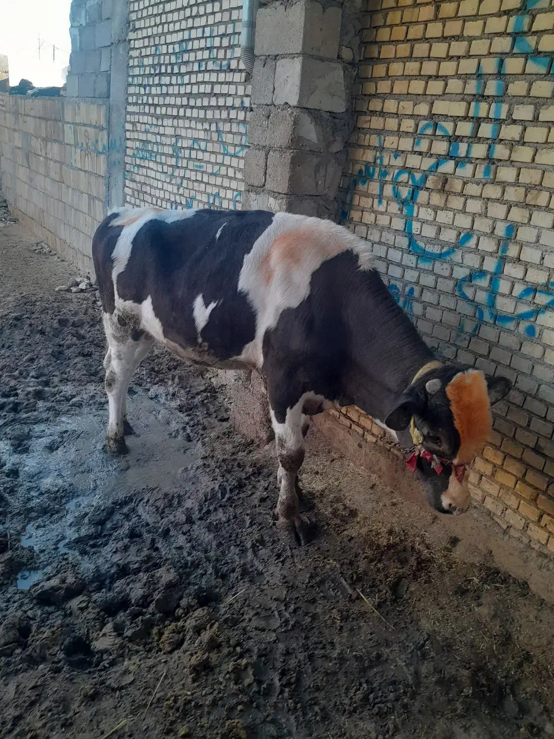 فقط، داشتی جنس اصلی|حیوانات مزرعه|گتوند, |دیوار